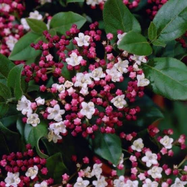 Viburnum