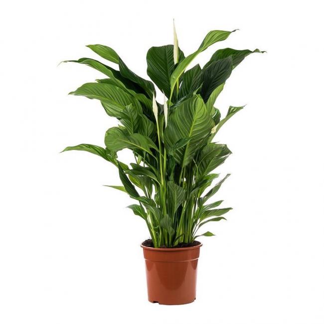 Spathiphyllum