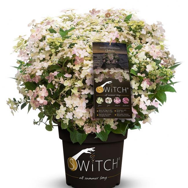 Hydrangea