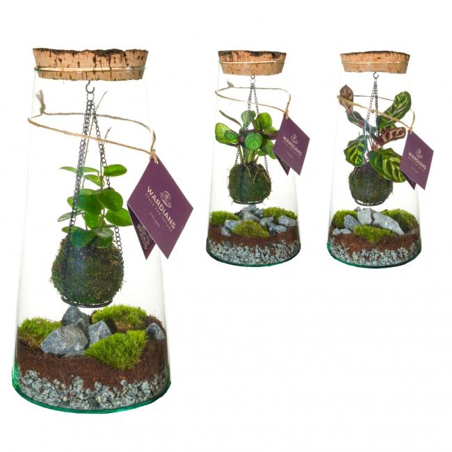 Kokedarium
