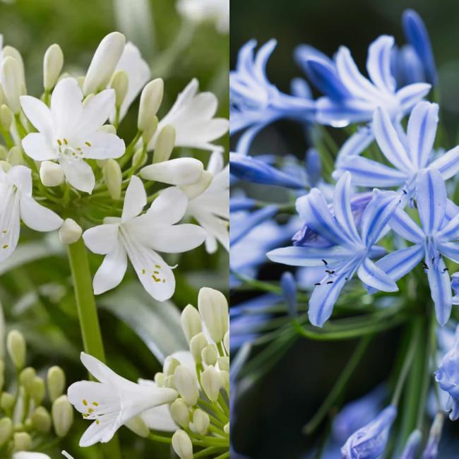 Agapanthus