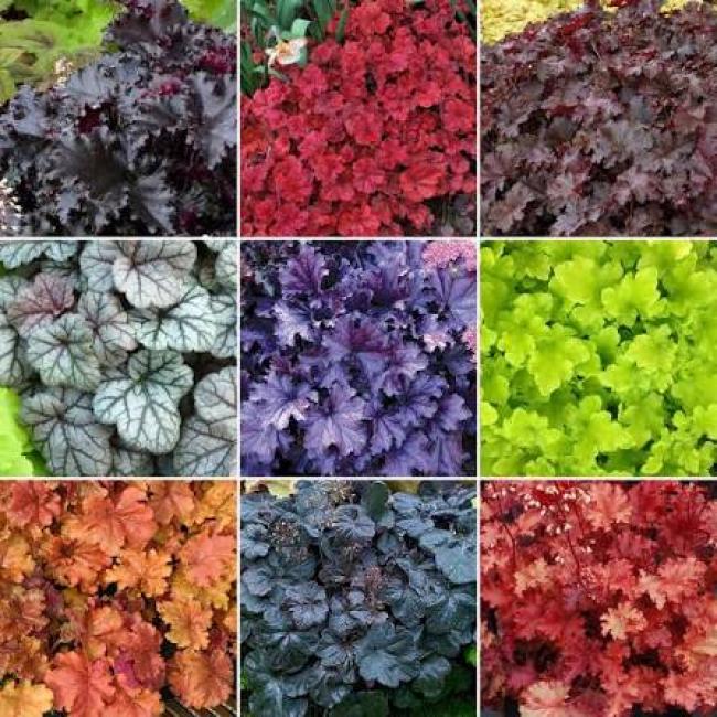 Heuchera