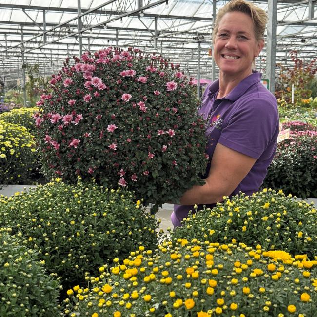 Bolchrysant