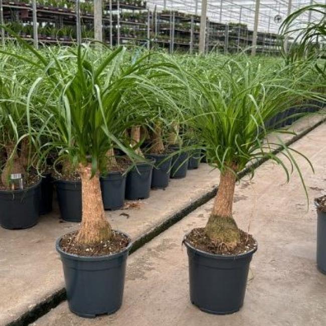 Beaucarnea op stam