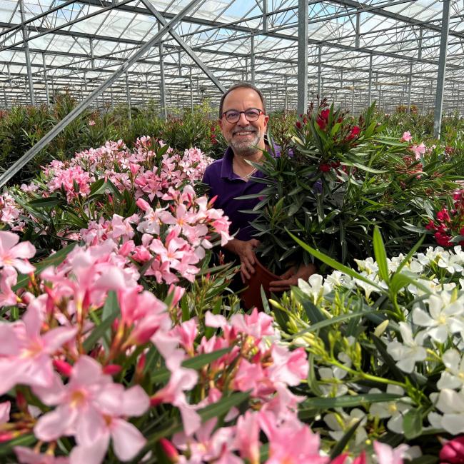 Oleander