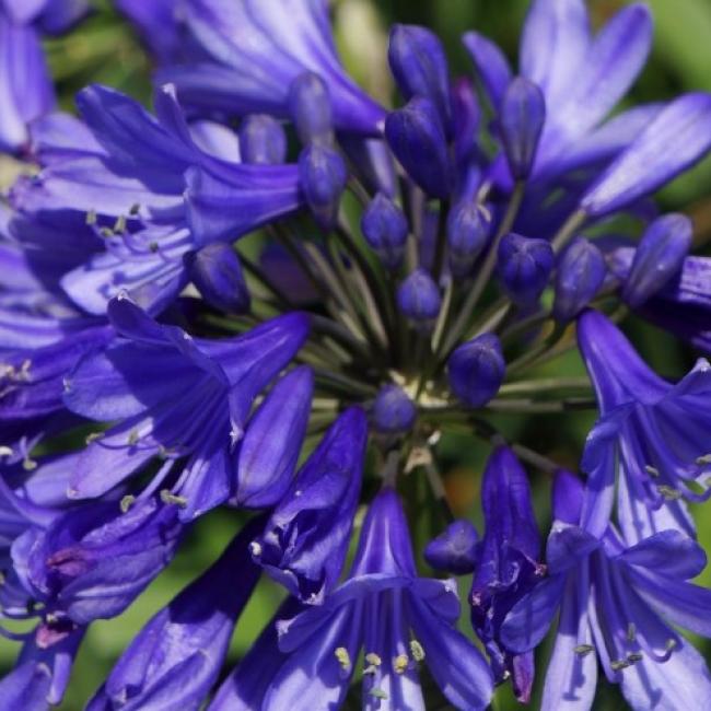 Agapanthus