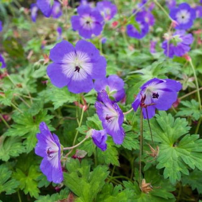 Geranium
