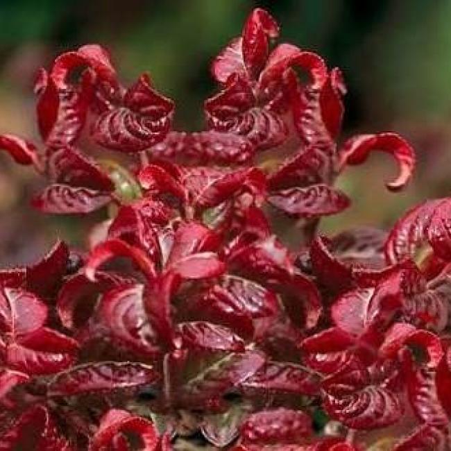 Leucothoe