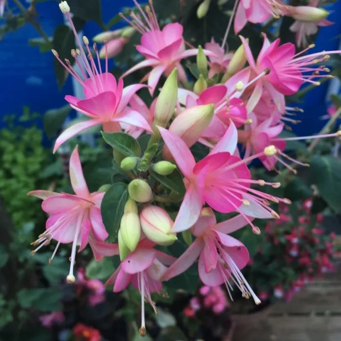 Fuchsia