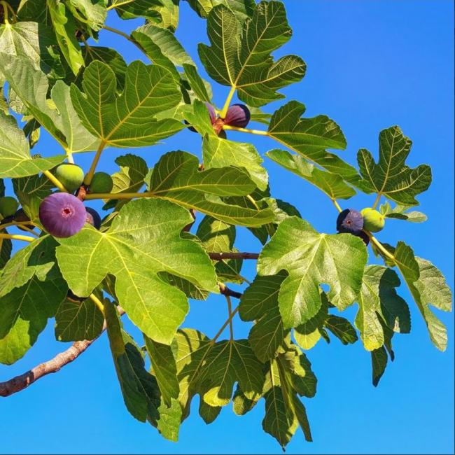 Ficus Carica