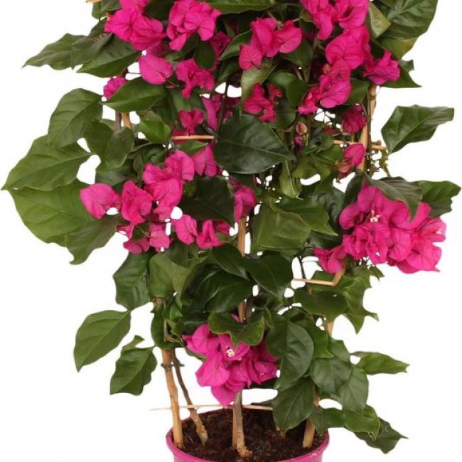 Bougainvillea