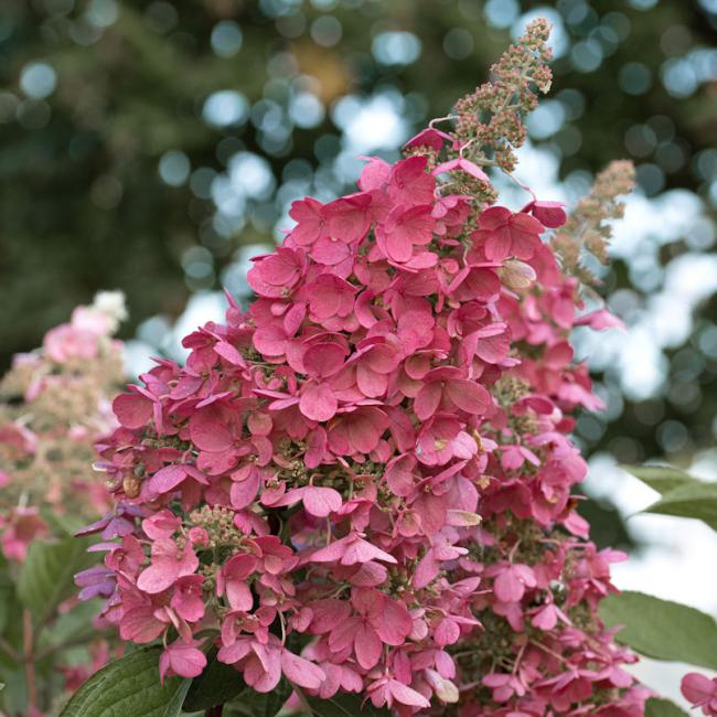 Hydrangea paniculata