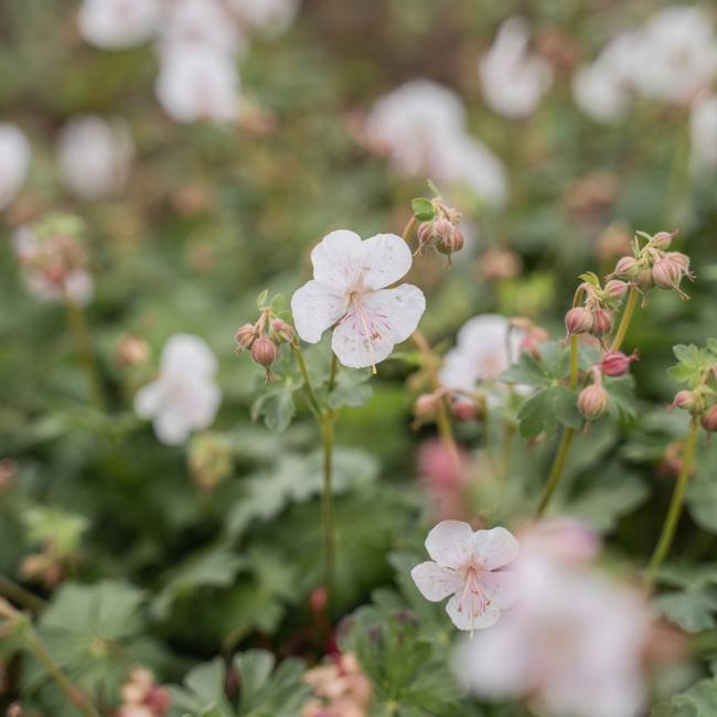 Geranium 'St. Ola'
