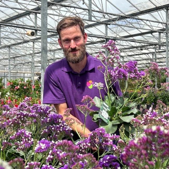 Limonium