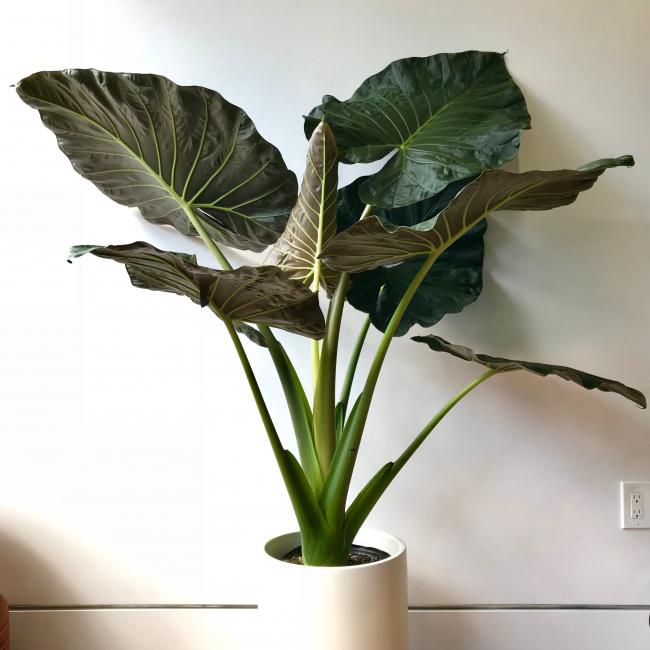 Alocasia