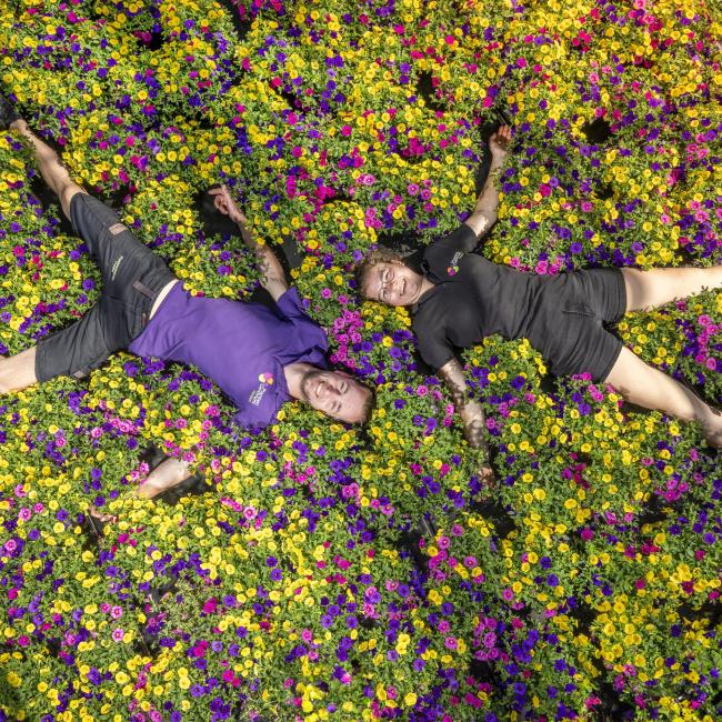 Calibrachoa