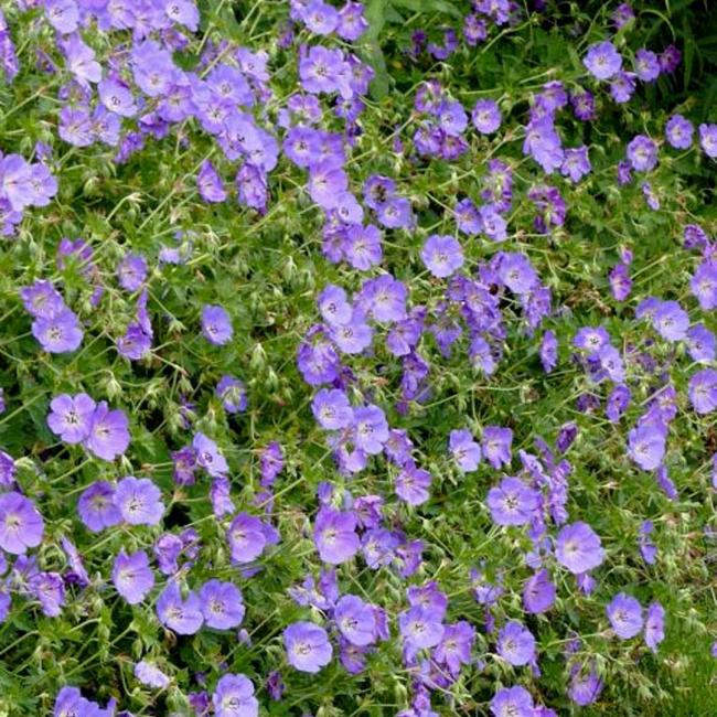 Geranium 'Azure Rush'