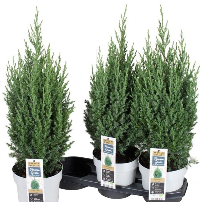 Juniperus chinensis
