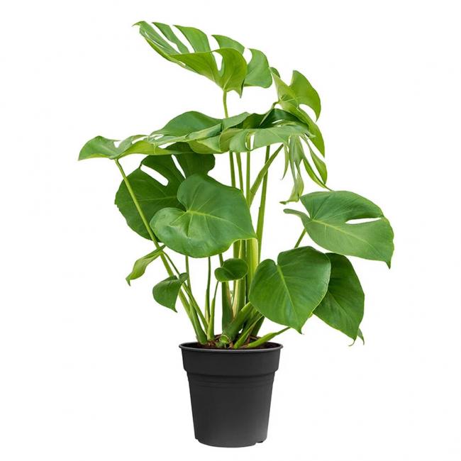 Monstera