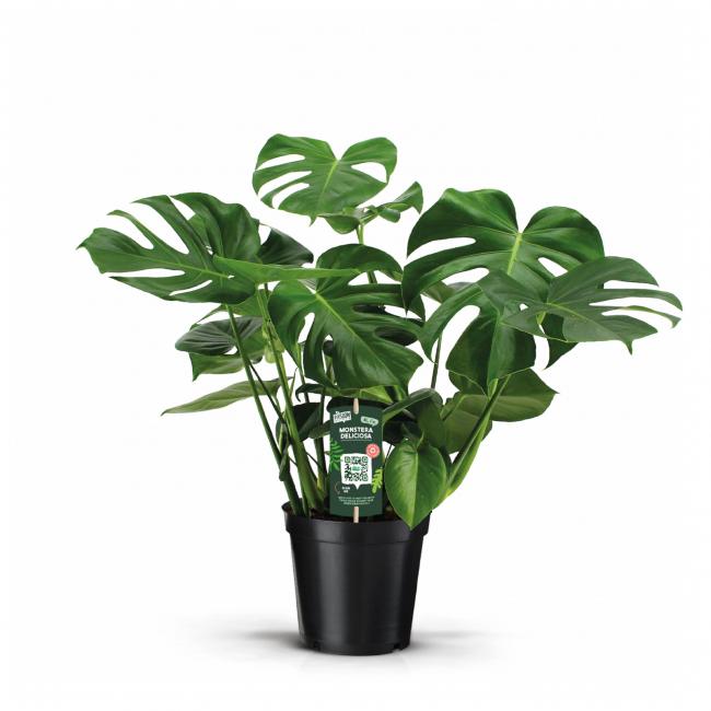 Monstera toef