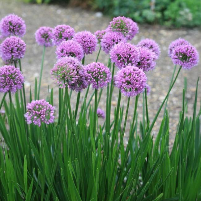 Allium