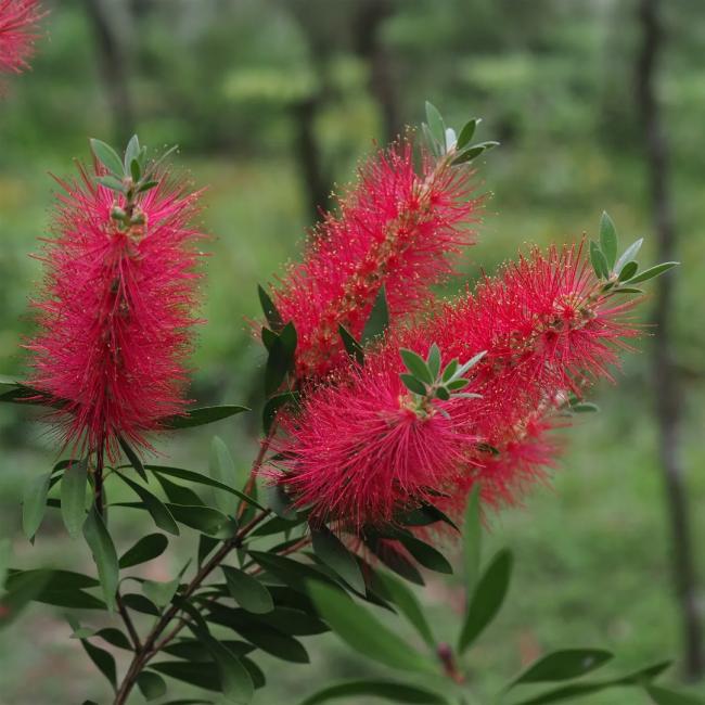 Callistemon