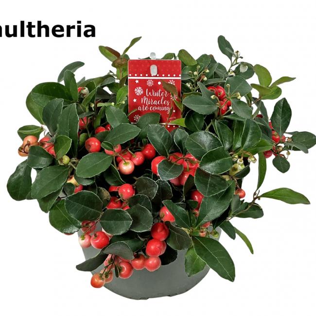 Gaultheria