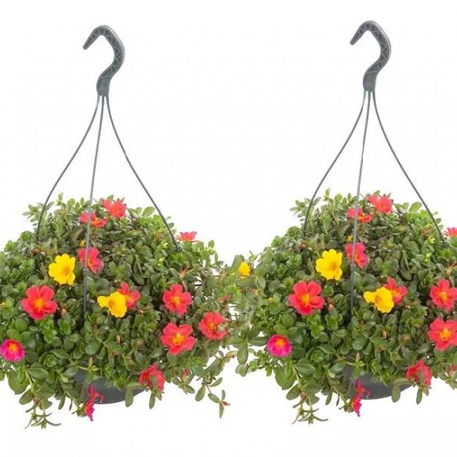Portulacca