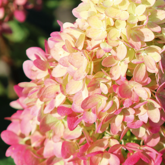 Hydrangea paniculata