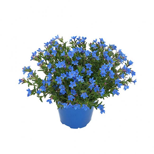 Lithodora