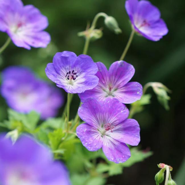 Geranium 'Rozanne'