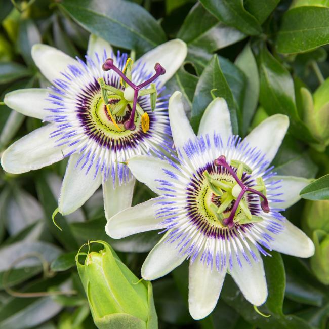Passiflora