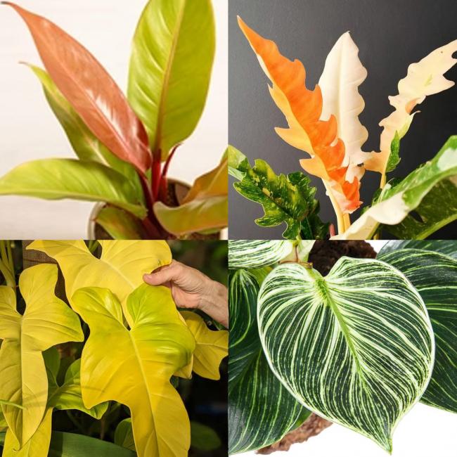 Philodendron