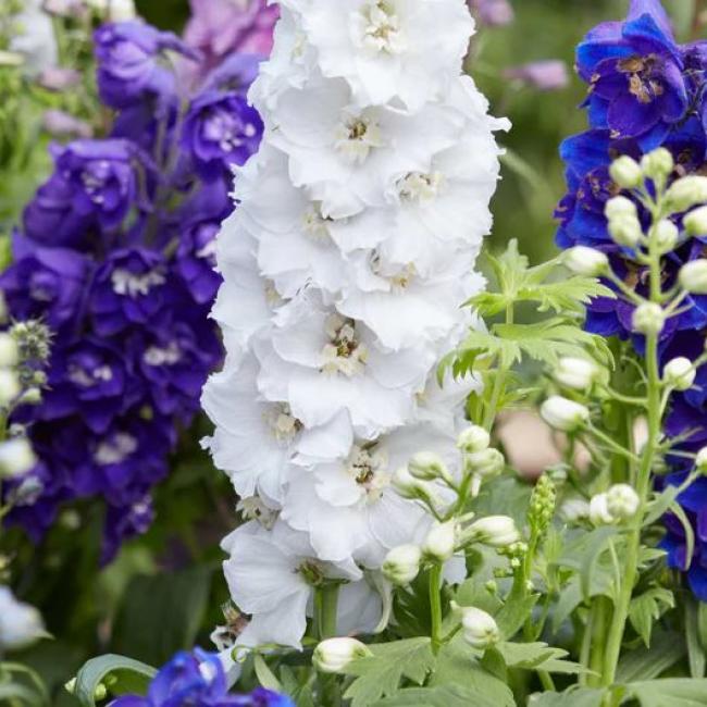 Delphinium