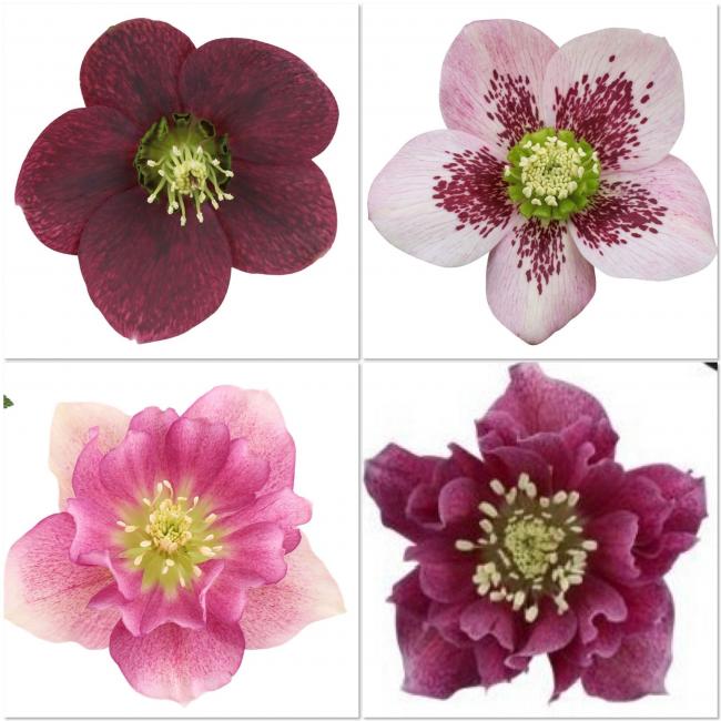 Helleborus
