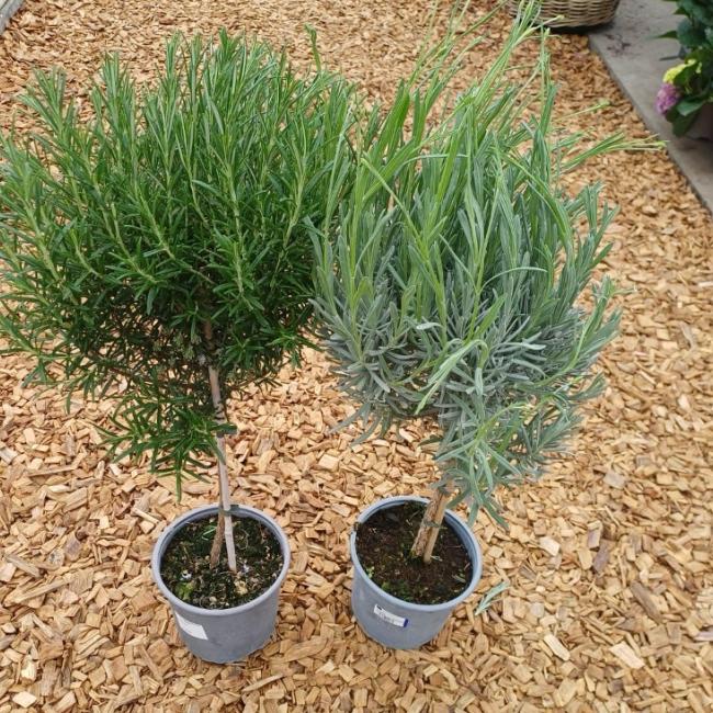 Rozemarijn en lavendel