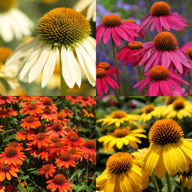 Echinacea