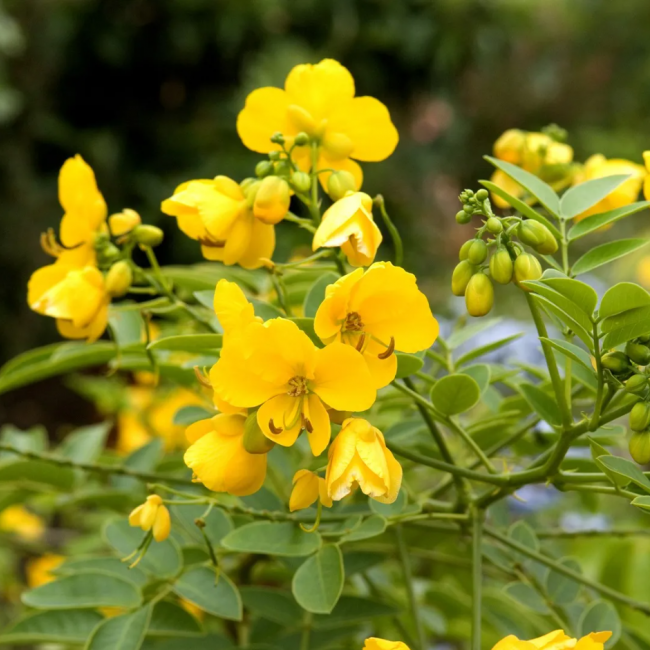 Senna