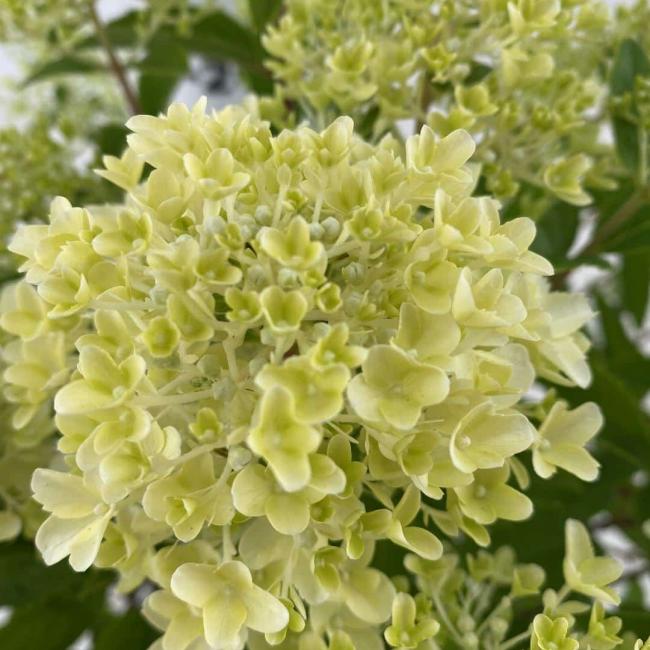 Hydrangea paniculata